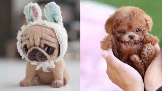 Cute Teacup Puppies Doing Funny Things 2021 || Funny and Cute Dogs Video Compilation