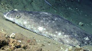 Facts: The Atlantic Halibut