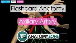 Axillary Artery | Flashcard Anatomy