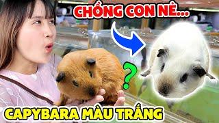 Tuyển Chồng Cho CAPYBARA | Phát Hiện CAPYBARA Màu Trắng - Vê Vê Channel