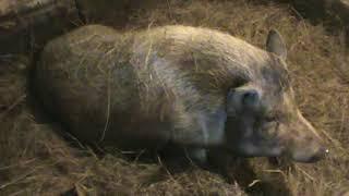 Как свиньи строят гнездо перед опоросом / How pigs build a nest before farrowing