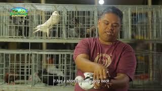 Alagang Magaling S10 EP11   Fancy Pigeons   grooming   RICO NABONG