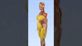 Growth of subcutaneous fat in the female body 3D visualization with VOKA's 3D models #3danatomy