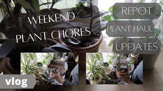 HOUSEPLANT CHORE VLOG | Weekend plant things and very small plant haul