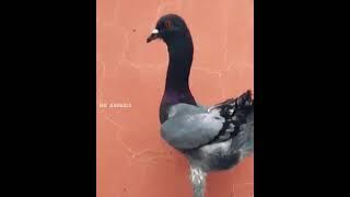 The Best Animals Shorts Videos #shorts by MK Animals #youtubeshorts #animals_videos