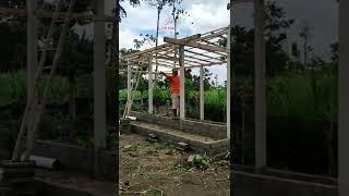 Proses pembuatan kandang sapi #shorts #kandangsapi