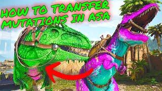 How to TRANSFER MUTATIONS in Ark Survival Ascended! ASA MUTATIONS/BREEDING GUIDE