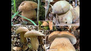 Juni-Rückblick | Sommersteinpilz, Eichensteinpilz, Boletus aestivalis | 2020