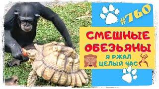 СМЕШНЫЕ ОБЕЗЬЯНЫ  Я Ржал Целый Час  Funny Monkeys #760