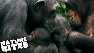 Fighting Chimps Endanger Baby! | The Secret Life of the Zoo | Nature Bites