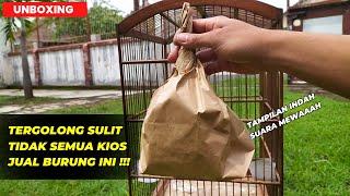 KELILING 10 KIOS JUGA BELUM TENTU NEMU BURUNG SATU INIJACKPOT LAGI SOB 