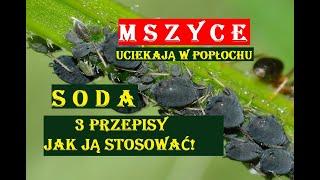 MSZYCE - SODA POGONI JE Z NASZEGO OGRODU