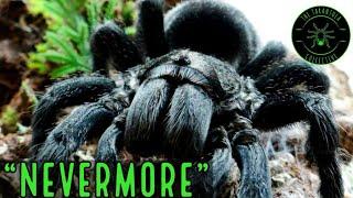 Brazilian Black Tarantula (Grammostola pulchra/quirogai) Care