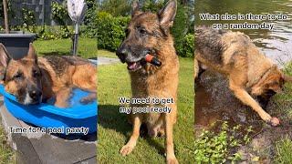 Funny German Shepherd Moments