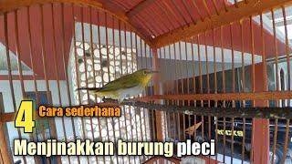 Merawat burung pleci giras menjadi jinak