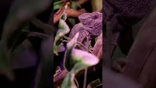 CLOSE UP PHOTAGE OF PURPLE IGUANA ON TREE BRANCH /SHORT AMAZING #Short #wildlife #animals #Iguana