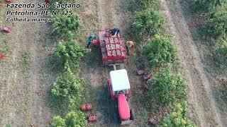 Fazenda São Caetano Colheita de Manga PETROLINA  (drone)