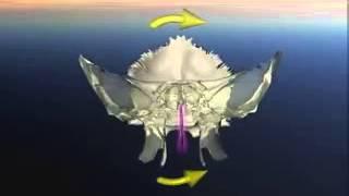 Сфено базилярные торсии влево. Краниосакральный ритм клиновидной и затылочной костей.