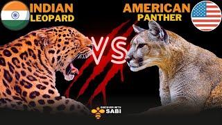 Indian Leopard vs American Panther | Discover with Sabi