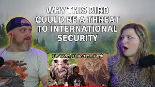 Why This Bird Could Be a Threat to International Security @mndiaye_97 | HatGuy & @gnarlynikki React