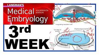 Langman Chapter#5 | Third Week of Human Development | Embryology | Gastrulation | Dr Asif Lectures