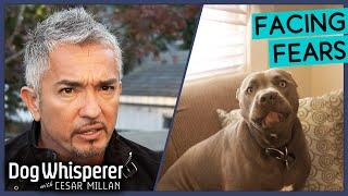 Breaking Dog's Aggressive Behavior! | Dog Whisperer With Cesar Millan