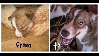 Siberian Husky Grows from Newborn to Adult