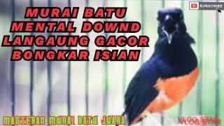 MURAI BATU DOWND LANGSUNG GACOR EMOSI BONGKAR FULL ISIAN