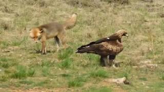 Golden Eagle v Fox Face off