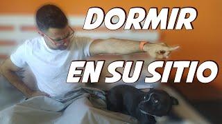 Enseñar al Perro a Dormir en su Sitio  | Educación Canina 