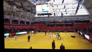 Spring's Journey At Olympia 2015 (Novice Agility Semi Final and Final)