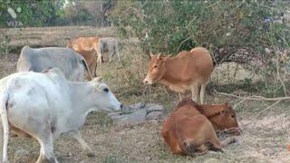 Natural Animal Meeting | New Cow Mating Videos 2022 | Summer Love Between Bulls & Cow New Videos