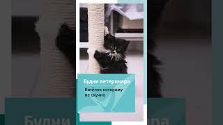 Милый котёнок играет у доктора на приёме