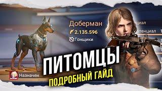 NEW: Питомцы - Полный разбор - State of Survival