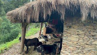 Rural Life in The Nepali Mountains in Nepal | How people Live in Nepal with Domestic animals .