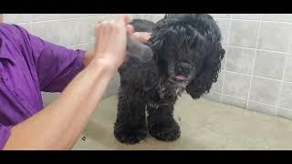 How to trim a Cocker Spaniels ears, dog grooming, heavy ears, ear health