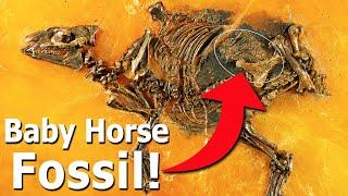 The Tragic Tale of a Pregnant Prehistoric Horse