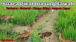 Suara Pikat Semua Jenis Burung Sawah TERBARU 2022