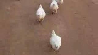 Chicken stampede