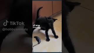 #kitten #catsoftiktok #funny#foryou #fypシ #gg #funny #opgg #youtubepersonality