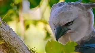 This bird preys on monkeys and eats them.