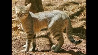 African Wildcat Sound Effects  