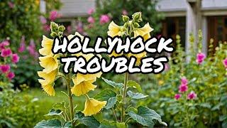 What Happened to My Hollyhocks