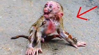 ohGod.! Cute Monkey. Summary Baby... Love Cute Baby.. | Nice Clip Baby Monkey | TOP Monkeys