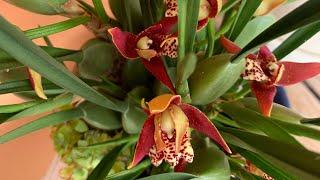 maxillaria содержание. Цветение Maxillaria tenuifolia ,variabilis.Орхидеи в доме, максиллярия.