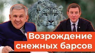 Минниханову подарили снежного барса. Когда вернутся ирбисы в Татарстан?