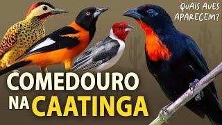 AVES que visitam um COMEDOURO NA CAATINGA! Passarinhada no Sítio Pau Preto!