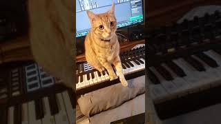 i let the cat play the synthesizer and this happened