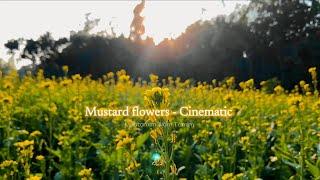 Beautiful Mustard Field - Cinematic Video | Mustard Field Video | Yellow Field | Amazing Nature