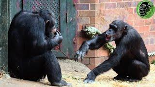 Big Alpha Male Chimp Carlos Rejects Females Hand